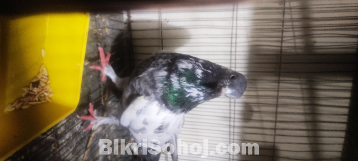 মাদি কবুতর ঠিকানা:উত্তর আগ্রাবাদ চট্টগ্রাম